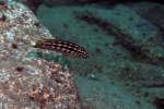 J. cf. regani