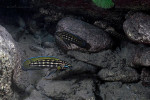 J. cf. regani