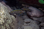 J. cf. regani