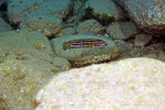 J. cf. regani