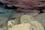 J. cf. regani