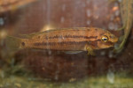 Julidochromis sp. Zambie