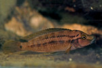 Julidochromis sp. Zambie