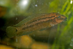 J. sp. B&uuml;scher