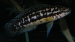 J. sp. aff. transcriptus