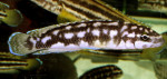 Julidochromis sp. aff. transcriptus
