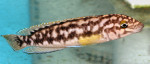 J. sp. aff. transcriptus