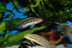 J. sp. aff. transcriptus