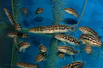 J. sp. aff. transcriptus