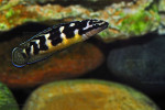 Julidochromis transcriptus "Pemba"
