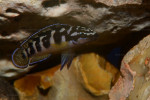 J. transcriptus "Pemba"