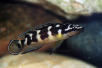 J. transcriptus "Pemba"