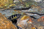 J. transcriptus "Pemba"