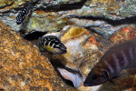 J. transcriptus "Pemba"