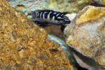 J. transcriptus "Pemba"