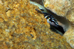 J. transcriptus "Pemba"