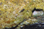 J. transcriptus "Pemba"