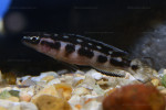 J. transcriptus "Pemba"