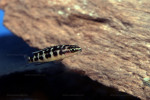 J. transcriptus "Pemba"