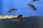J. transcriptus "Pemba"