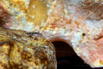 J. transcriptus "Pemba"