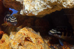 J. transcriptus "Pemba"