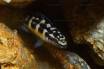 J. transcriptus "Pemba"