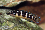 J. transcriptus "Pemba"