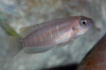 'L.' brevis 'Lamprologus' brevis