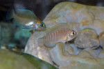 'L.' brevis 'Lamprologus' brevis