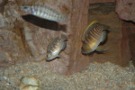'L.' brevis de Chimba - couple paradant. 'Lamprologus' brevis