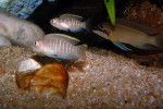 'L.' brevis - couple en aquarium. 'Lamprologus' brevis