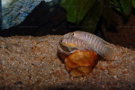 'L.' brevis 'Lamprologus' brevis