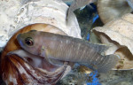 'L.' brevis 'Lamprologus' brevis