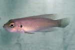 'L.' brevis - de Ikola par Patrick Tawil. 'Lamprologus' brevis