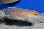'L.' brevis de Kavala par Patrick Tawil. 'Lamprologus' brevis