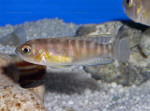 'L.' brevis femelle de Kavala par Patrick Tawil. 'Lamprologus' brevis