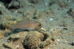 'L.' brevis 'Lamprologus' brevis