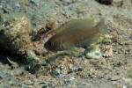 'L.' brevis 'Lamprologus' brevis