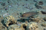 'L.' brevis à Karilani devant sa coquille, par Laurent Picot. 'Lamprologus' brevis