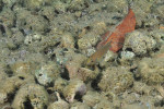 'L.' brevis à Karilani par Laurent Picot. 'Lamprologus' brevis