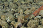 'L.' brevis à Karilani par Laurent Picot. 'Lamprologus' brevis