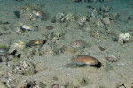 'L.' brevis - "colonie" à Karilani. 'Lamprologus' brevis