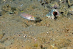 'L.' brevis - avec museau noircissant. 'Lamprologus' brevis