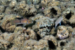 'L.' brevis à Karilani avec tissus infectés (noirs) par un parasite. 'Lamprologus' brevis