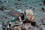 'L.' brevis 'Lamprologus' brevis