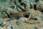 'L.' brevis à Karilani par Laurent Picot. 'Lamprologus' brevis