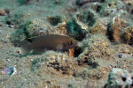 'L.' brevis 'Lamprologus' brevis