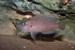 'L.' brevis 'Lamprologus' brevis