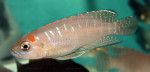 'L.' brevis de Katabe, par Patrick Tawil. 'Lamprologus' brevis